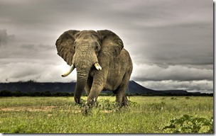 frican Elephant Walking on Savanna, Marakele National Park, South Africa